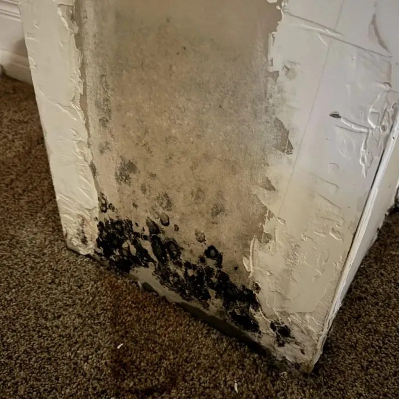 Professional Mold Removal in Mineral Springs, NC